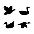 Set of black silhouettes flying and swimming birds - ducks, gooses, swans Royalty Free Stock Photo